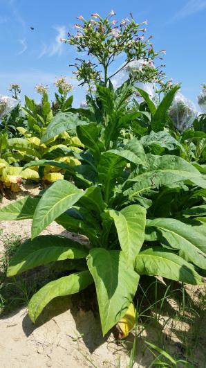 PLANT